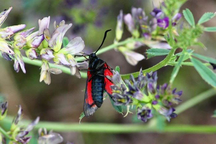 Zygaena filipendulae???